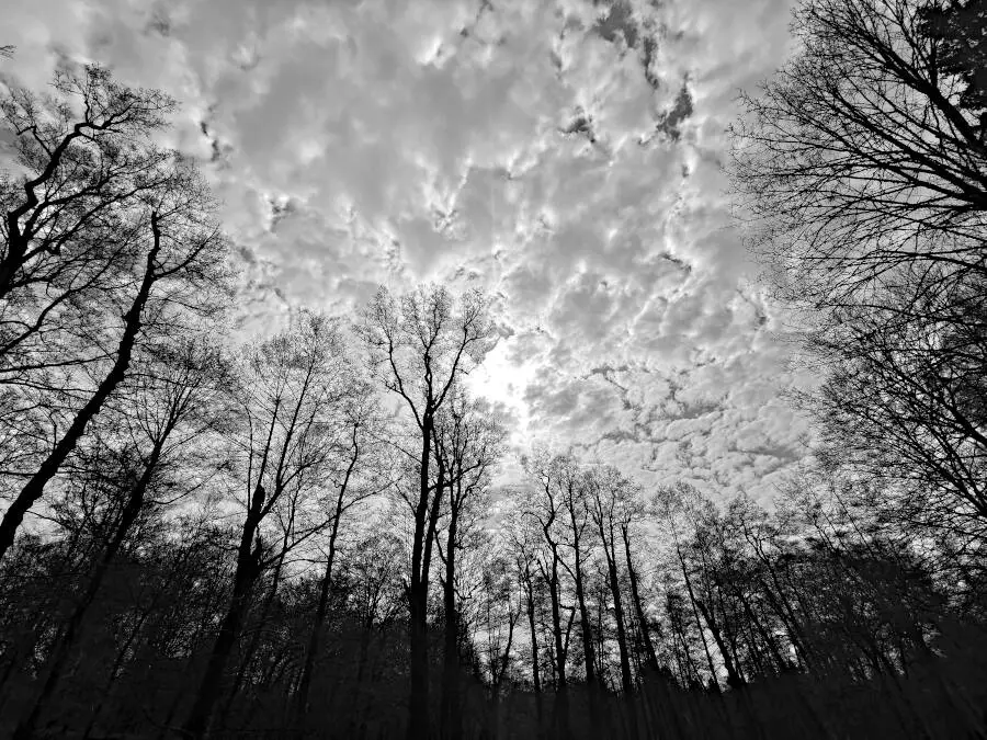 A forest by Leonberg in Germany