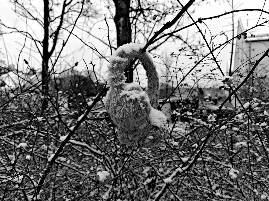 Headphones hanging in a bush covered with snow